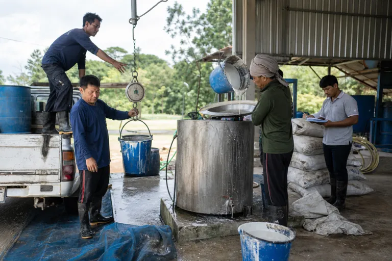 Thailand Natural Rubber Industry Surges as Tight Global Supply Pushes Prices Higher