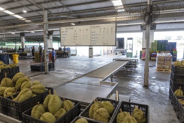 Thailand’s Durian Exporters Chase China Records While Fighting Gluts and Malaysian Rivals